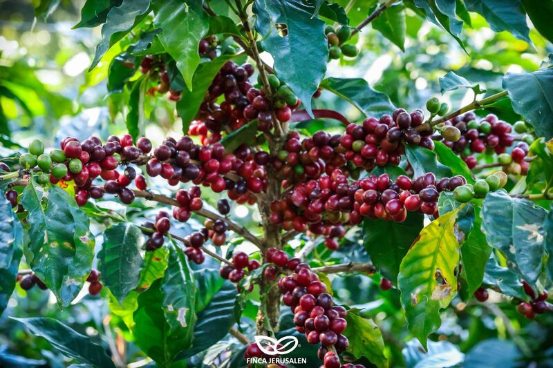 Speciality coffee beans — rare single-origin Honduras beans roasted in Belfast